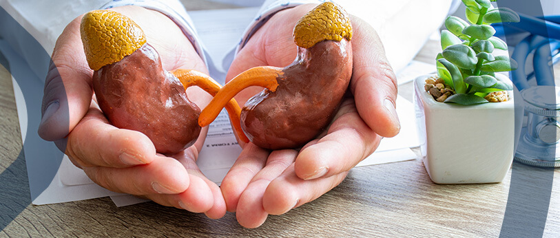 Transplante Renal Imagem Transplante Renal