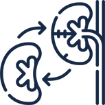Ícone Transplante Renal 